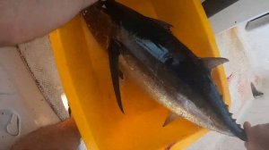 Самый большой мой тунец в средиземном море. Лучшая рыбалка на средиземном море