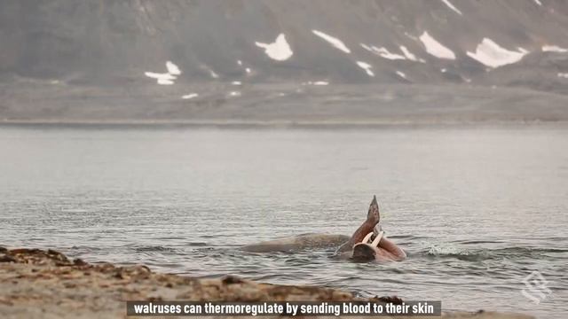 Морж смотреть онлайн