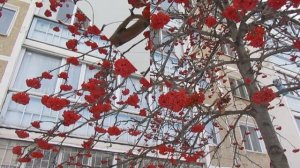 Костанай, В саду горит костёр рябины красной...