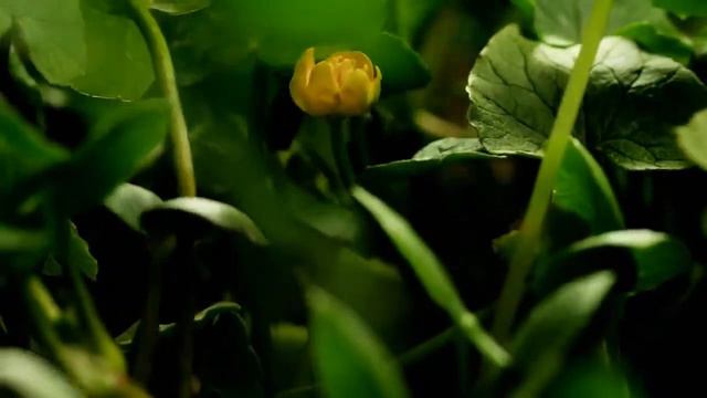 Здравствуй весна. смотреть онлайн