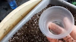 Шлюмбергера, пасхальник, рождественик укоренение сигментов!