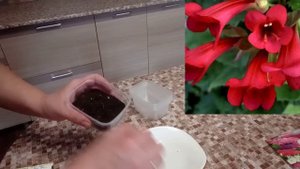 Азарина. Посев семян.