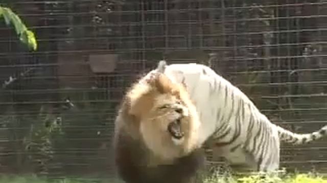 ЛЕВ и ТИГР Дибаты смотреть онлайн