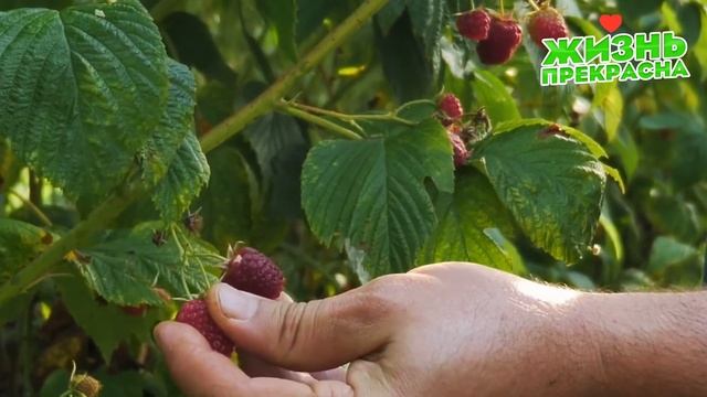 Как увеличить урожай малины! Уход за малиной в июле смотреть онлайн