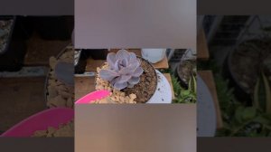 Echeveria ‘Pearl of Nurnberg. Эхеверия Жемчужина Нюрберга .