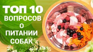 ТОП-10 вопросов о натуральном питании собак