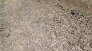 БИЗОН А-01 и К 701 на лущении стерни