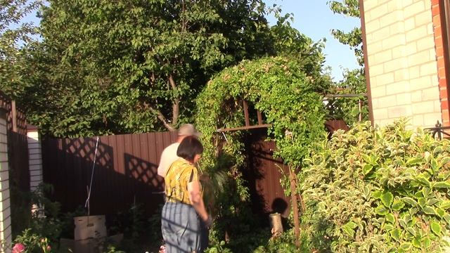 Модная прическа плетистой розы - рамблера.Формирующая стрижка. mp4 смотреть онлайн