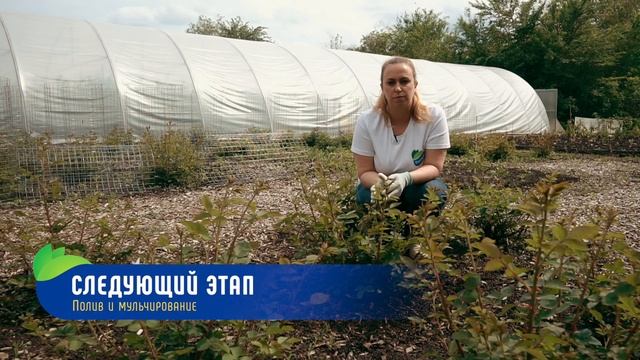 Розовый сад как на картинке! Как вырастить красивые, сильные и благоухающие розы! смотреть онлайн