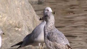 Sony DCR-SX40 : A real test