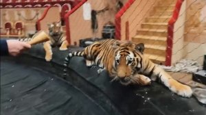 Эдгард Запашный проверит, любят ли тигры мороженое_ ??