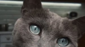 Зоомагазин ZOODRUG.AZ Реклама кошачьего корма Sheba "Шебу дай мне"