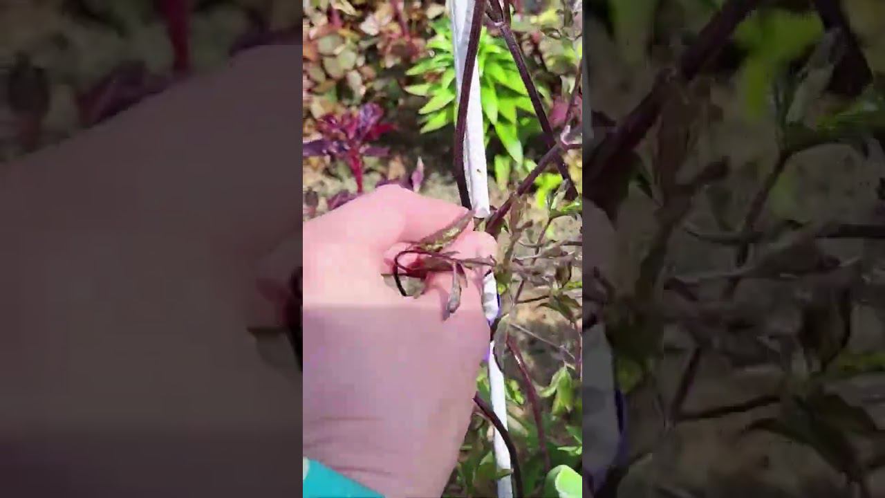 Клематис виноградолистный. Поль Форгез. Саженцы. Каталог в вацапе 89193271772 смотреть онлайн