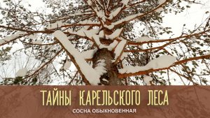 СОСНА ОБЫКНОВЕННАЯ | Тайны карельского леса