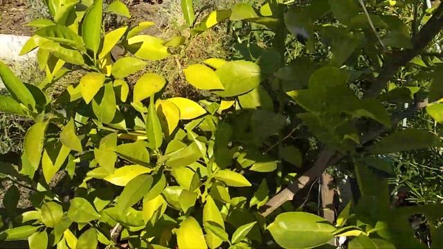 Комнатные растения на улице в августе смотреть онлайн