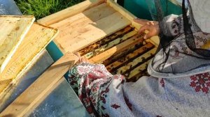 Как получить трутнёвый гомогенат.  Специальные рамки.