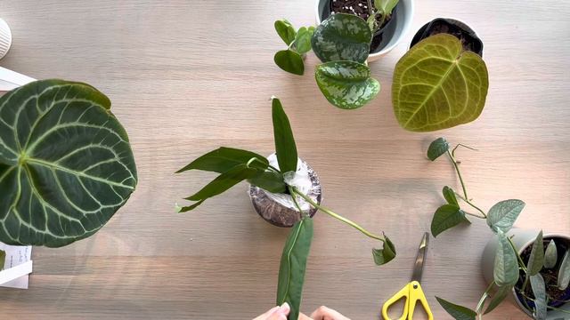 Anthurium Warocqueanum X Panamense | Relaxing Unbox With Me
