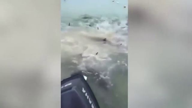 Пираньи гиганты ужас ! смотреть онлайн