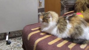 ДВП/Оргалит - современная, лучшая основа для картин. Как загрунтовать ДВП/Оргалит