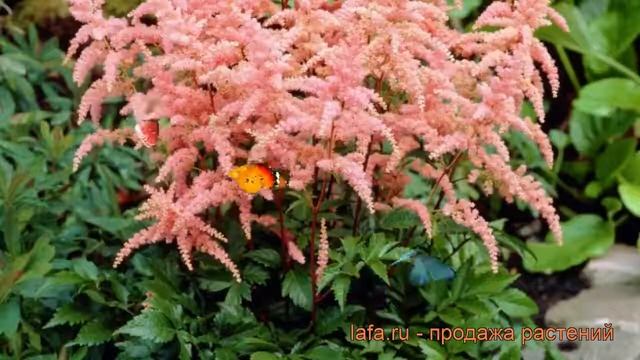 Астильба арендса Брессингем Бьюти ? обзор: как сажать, саженцы астильбы Брессингем Бьюти смотреть онлайн