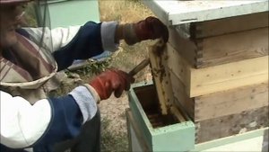 Видео №69. Альпийско - дадановский улей. Отбор сотового меда.