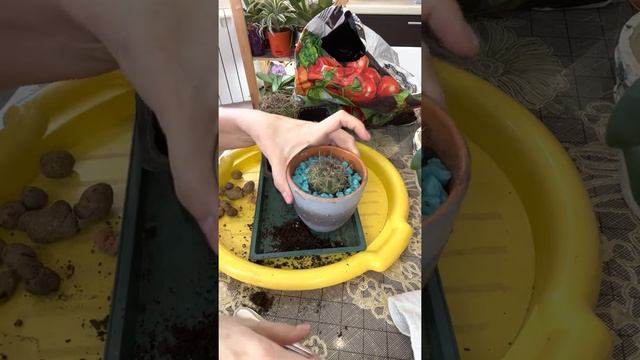 Кактусы. Пересадка.