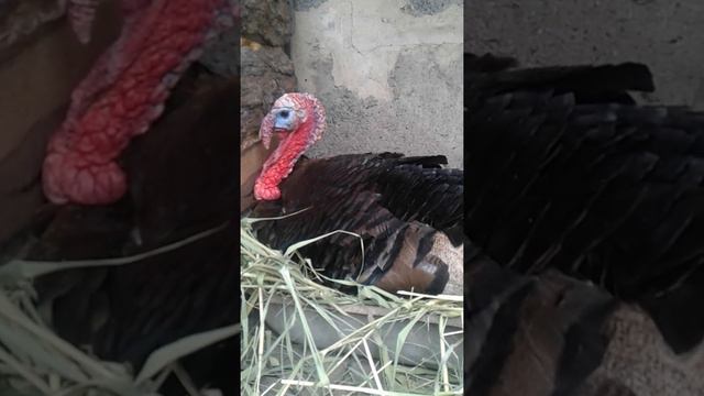 Индюк высиживает индоутят смотреть онлайн