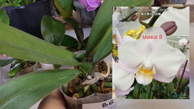 07.02.22 Орхидеи Азия новинки,три сорта из Москвы,секреты адаптации, поливаем для активного роста смотреть онлайн