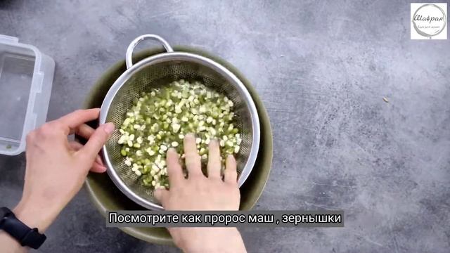 Как прорастить МАШ?