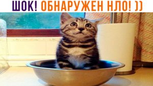 НЕОПОЗНАННЫЙ ТЫГЫДЫКАЮЩИЙ ОБЪЕКТ! ))) Приколы с котами | Мемозг 1151