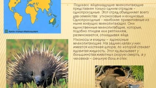 Многообразие Млекопитающих 1.AVI