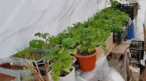 ТЕПЛИЦУ утепляю новым способом. Готовлюсь к рассадному периоду