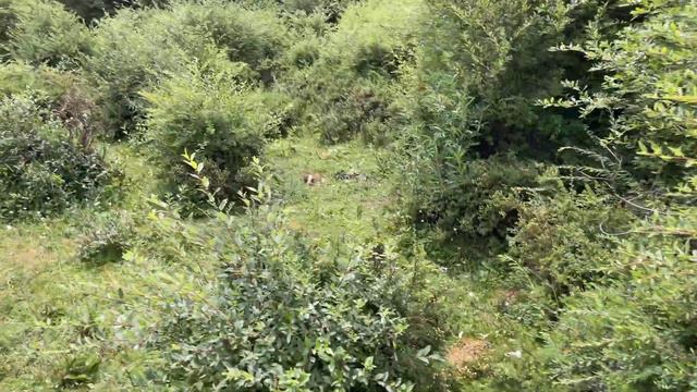 Meet wild boars on camping mountains