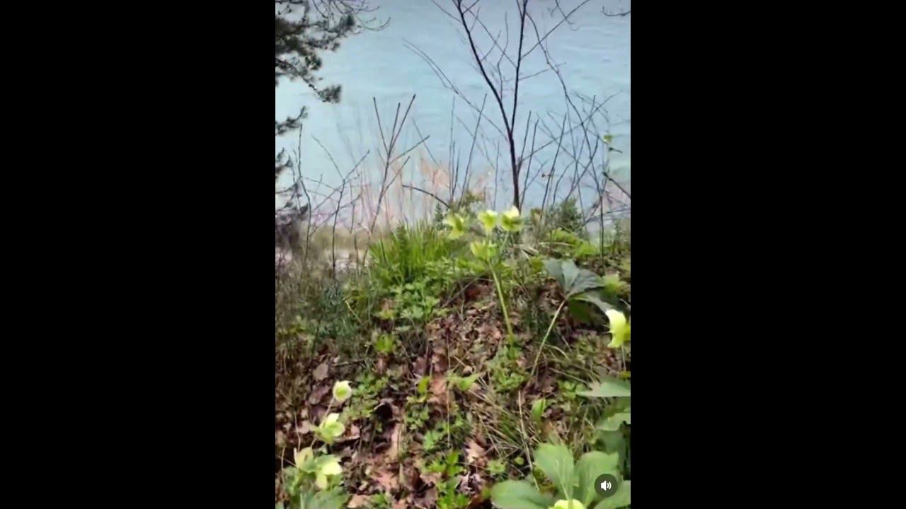 Вид с горы на дикий пляж Лоо. #сочи #лоо #дикийпляж #море смотреть онлайн