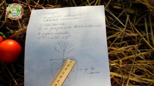 Почему на Ваших помидорах так низко находится первая кисть с томатами?