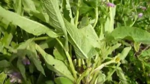 Окопник лекарственный.