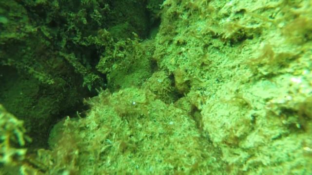 Вулкан Кара-Даг, Коктебель, Клуб Белый Грифон 01.09.2016 (Первый Дайв) смотреть онлайн