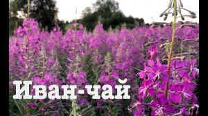 #62. Заготавливаем Иван-чай. [Жизнь на своей земле]