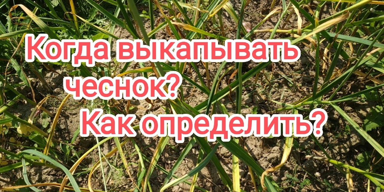 Как определить,когда выкапывать чеснок?