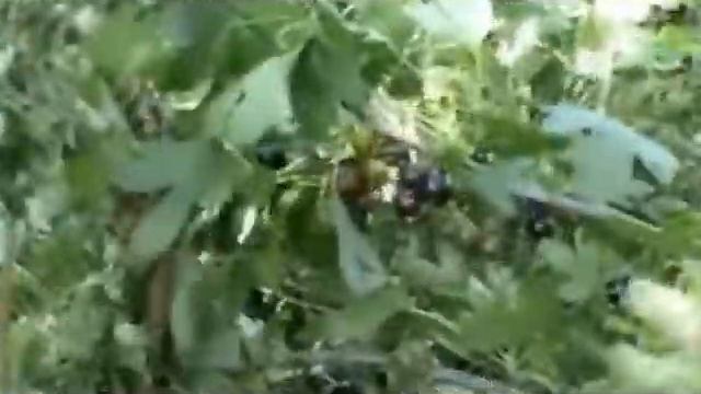 Иван Лубягин Чёрная Смородина смотреть онлайн