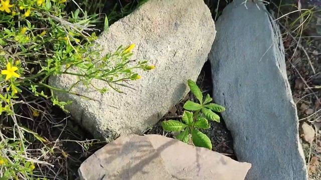 Лесосад начинается с родника! смотреть онлайн