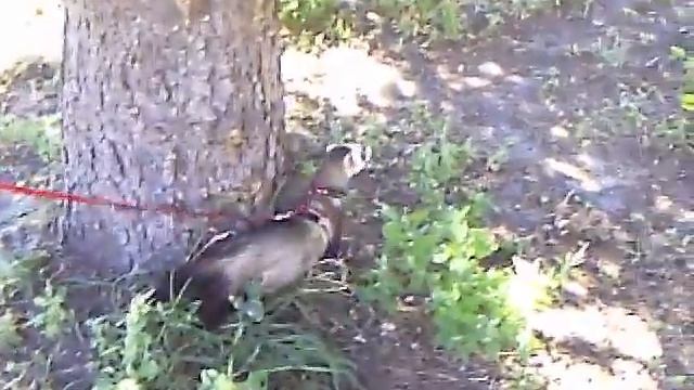 Ручной хорёк. смотреть онлайн