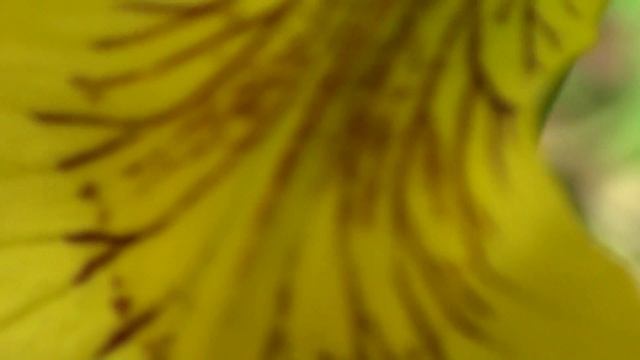 Caméscope Haute Définition HDR-CX200 sony test смотреть онлайн