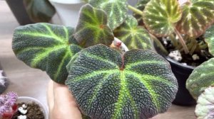 Бегонии. Пересчитываю сорта. Часть 8.