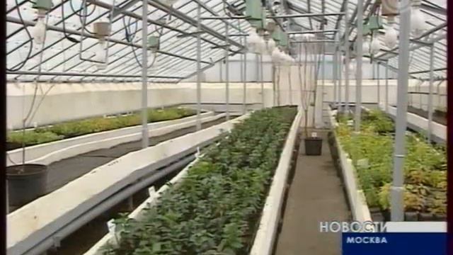 Сирень на Курьяновской ст ТК Столица 30 10 09 смотреть онлайн