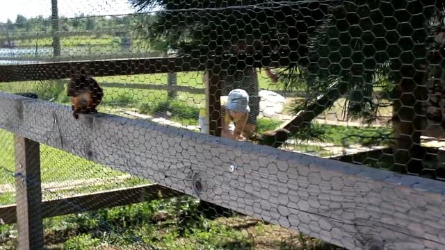 Оленья ферма | Отдых в Подмосковье | Львово смотреть онлайн