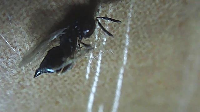 Муха Дрозофилы смотреть онлайн