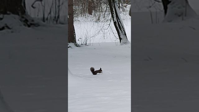 squirrel in the snow