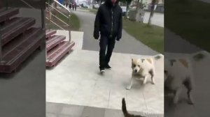 Я вам покажу,кто здесь хозяин .. #кошкиисобаки #хозяин #видеонарутуб #домашниепитомцы