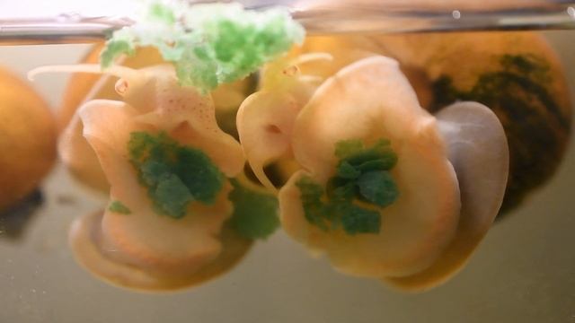 Как улитки ампулярии кушают.